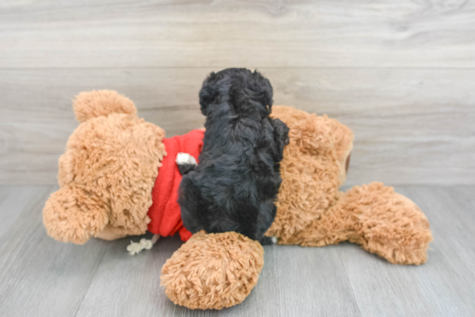 Mini Goldendoodle Puppy for Adoption