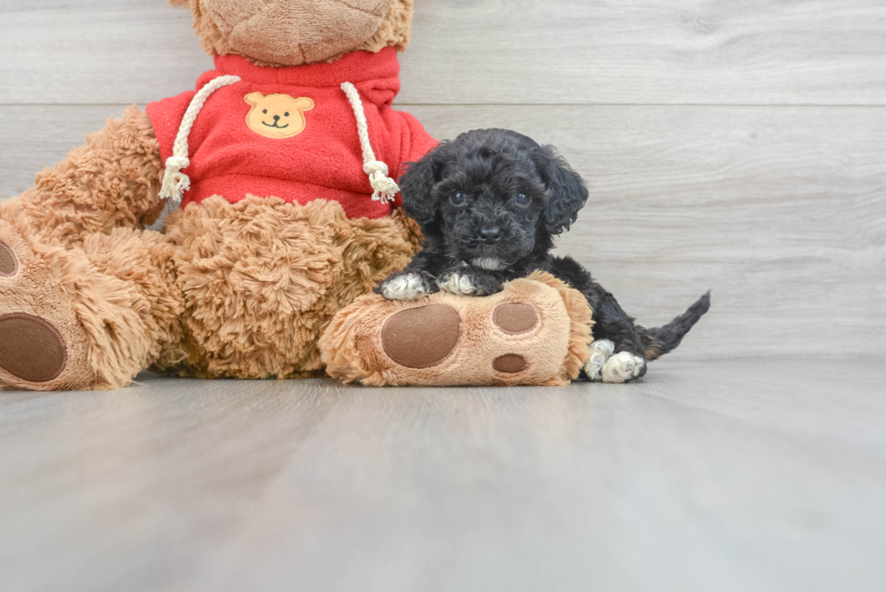 Best Mini Goldendoodle Baby