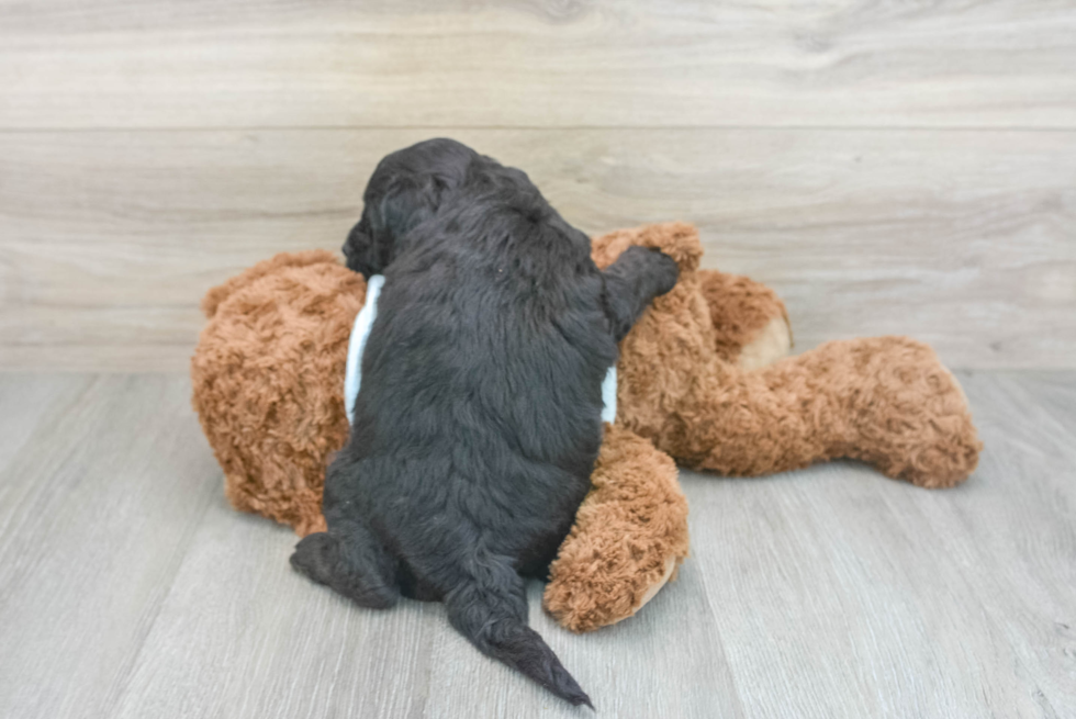 Mini Goldendoodle Puppy for Adoption