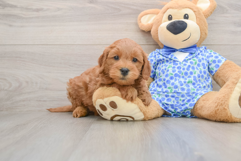 Sweet Mini Goldendoodle Baby