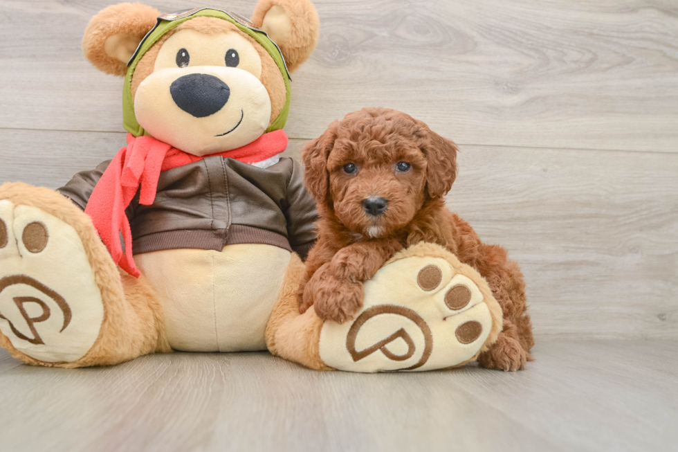 Best Mini Goldendoodle Baby