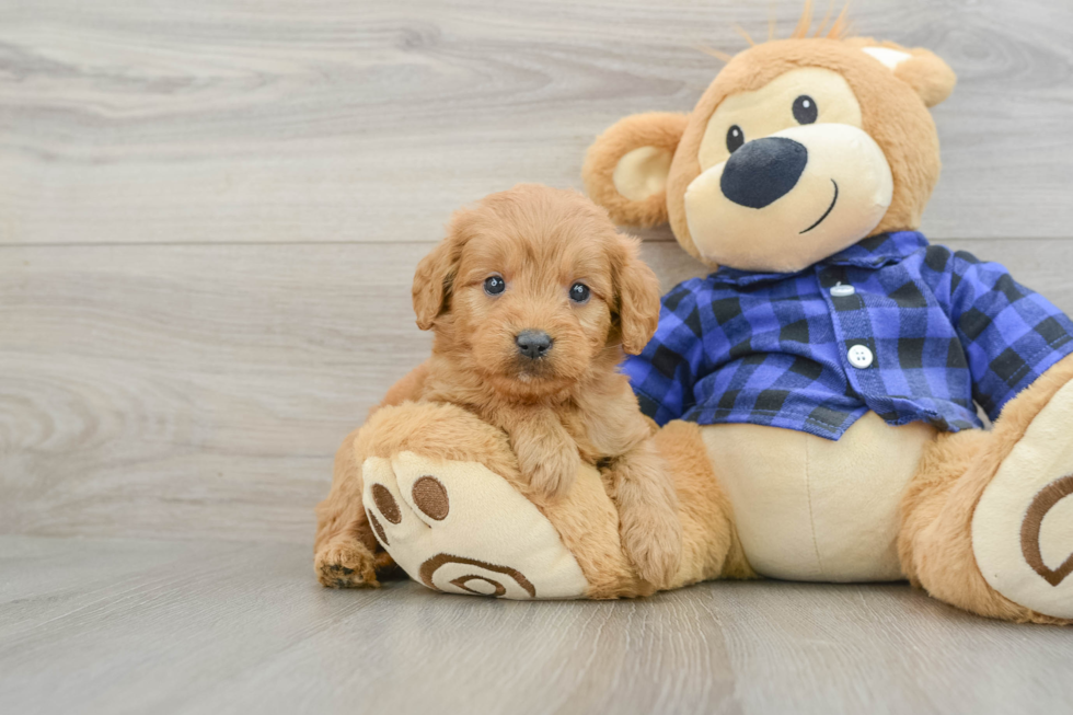Happy Mini Goldendoodle Baby