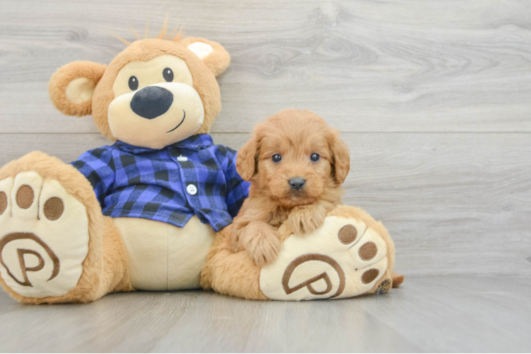 Cute Mini Goldendoodle Baby