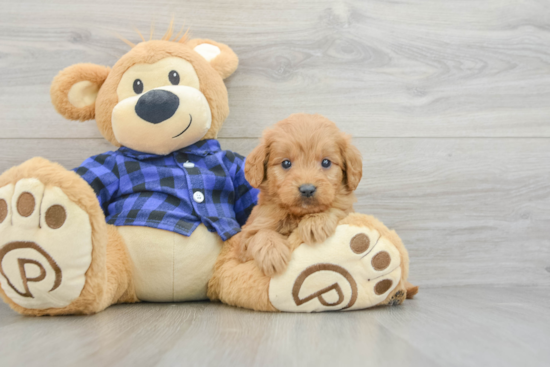 Cute Mini Goldendoodle Baby