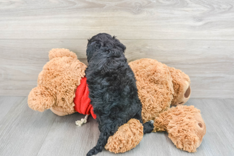 Best Mini Goldendoodle Baby