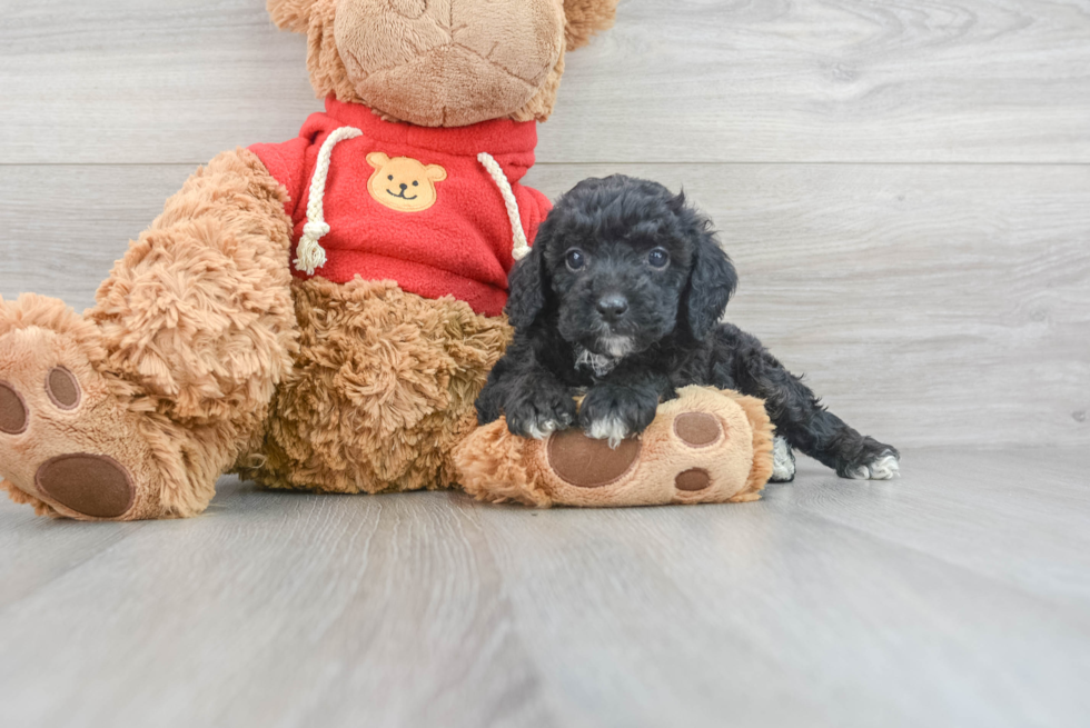 Best Mini Goldendoodle Baby