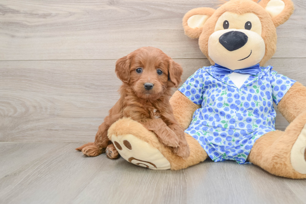 Happy Mini Goldendoodle Baby