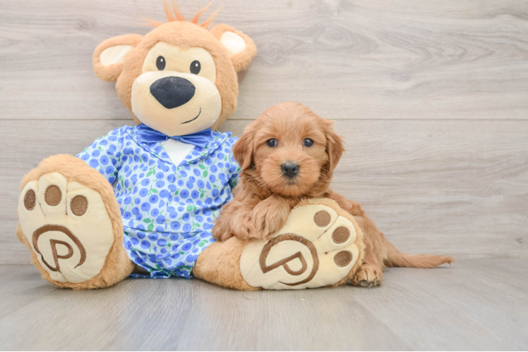 Smart Mini Goldendoodle Poodle Mix Pup