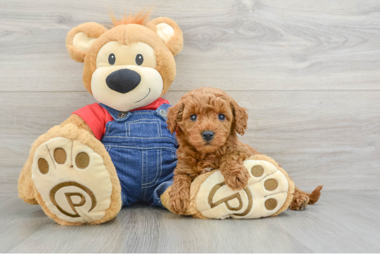 Hypoallergenic Mini Goldiepoo Poodle Mix Puppy