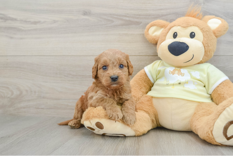 Adorable Golden Retriever Poodle Mix Poodle Mix Puppy