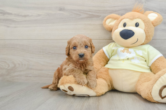 Adorable Golden Retriever Poodle Mix Poodle Mix Puppy