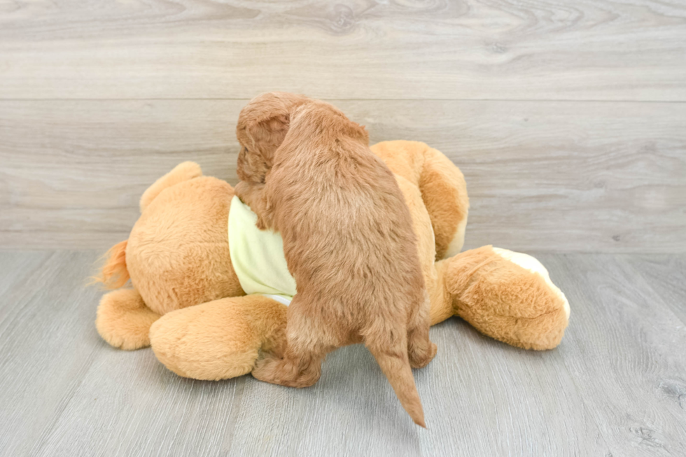 Mini Goldendoodle Puppy for Adoption