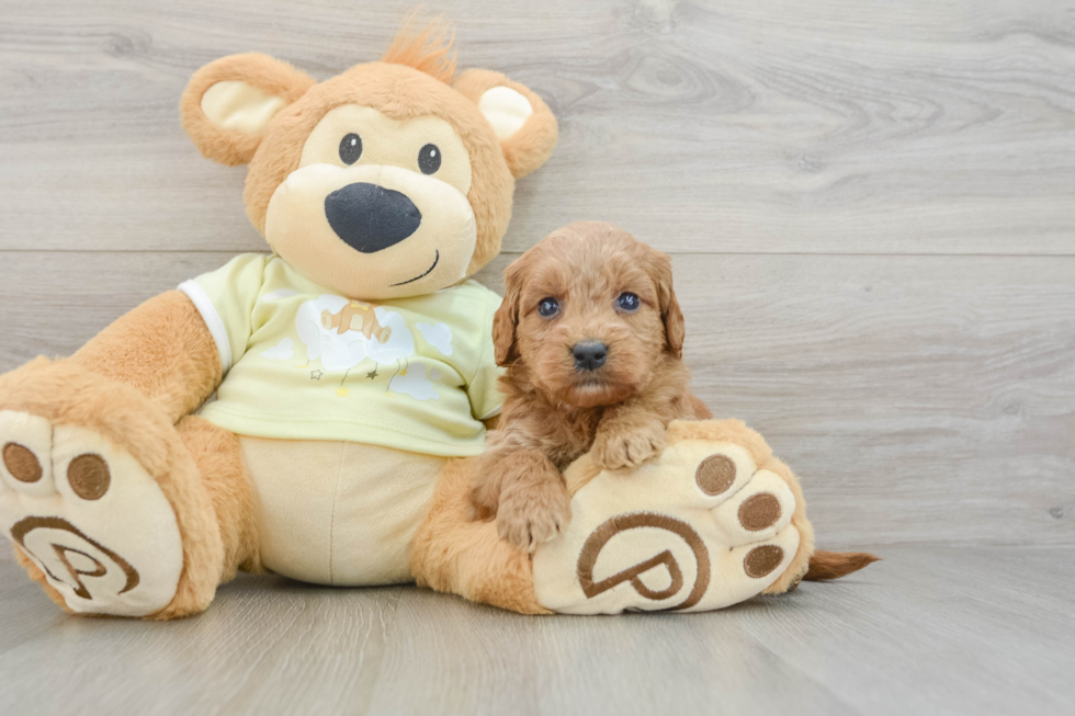 Mini Goldendoodle Puppy for Adoption