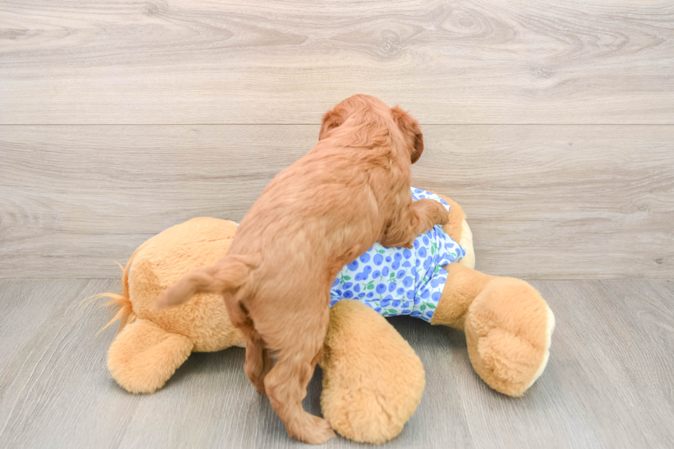 Adorable Golden Retriever Poodle Mix Poodle Mix Puppy