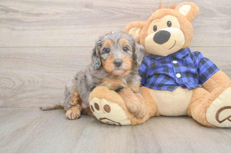 Sweet Mini Goldendoodle Baby