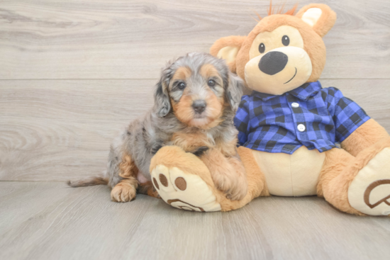Sweet Mini Goldendoodle Baby