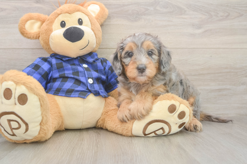 Best Mini Goldendoodle Baby