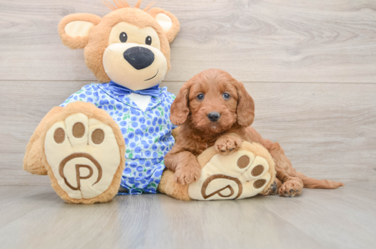 Best Mini Goldendoodle Baby