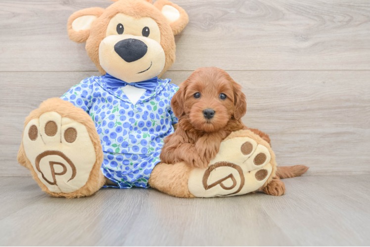 Mini Goldendoodle Puppy for Adoption