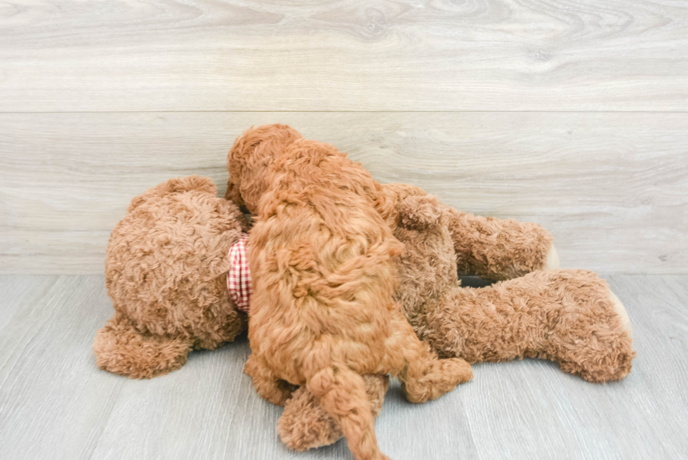 Best Mini Goldendoodle Baby