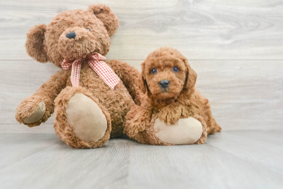 Sweet Mini Goldendoodle Baby