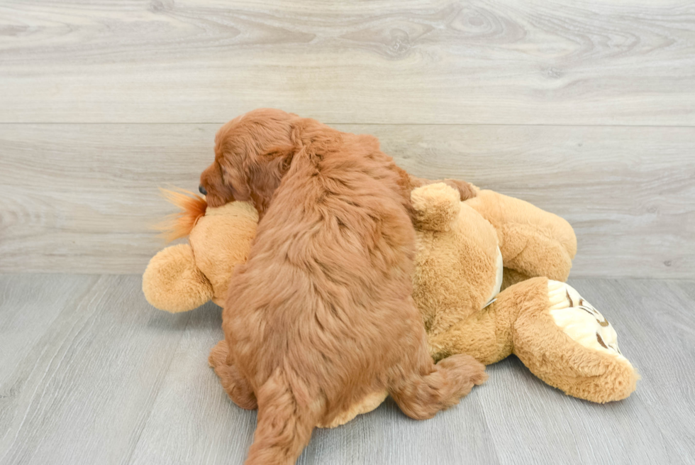 Mini Goldendoodle Puppy for Adoption