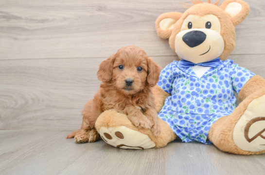 Hypoallergenic Mini Goldiepoo Poodle Mix Puppy