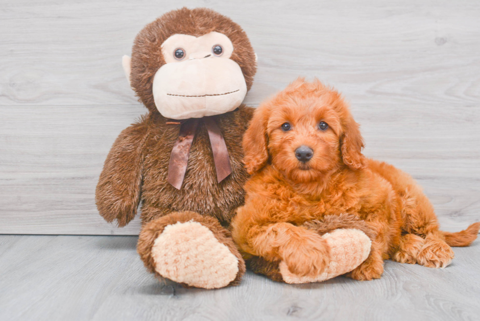 Mini Goldendoodle Puppy for Adoption