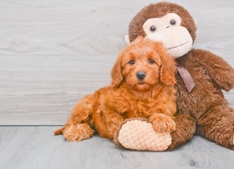 Hypoallergenic Golden Retriever Poodle Mix Puppy