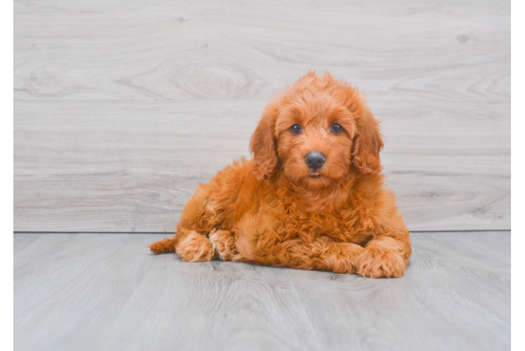 Fluffy Mini Goldendoodle Poodle Mix Pup