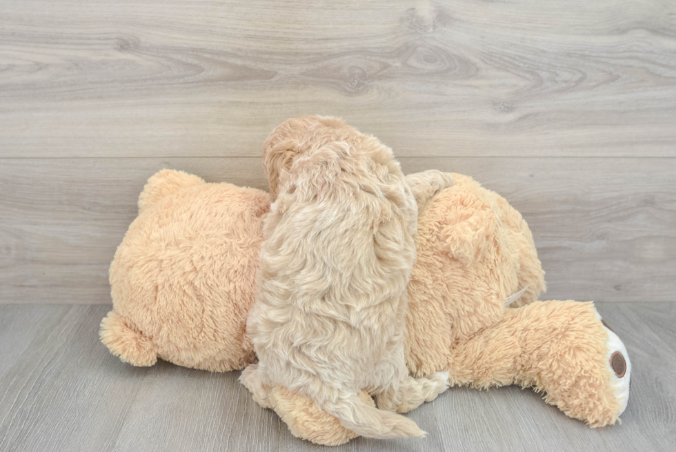 Mini Goldendoodle Pup Being Cute
