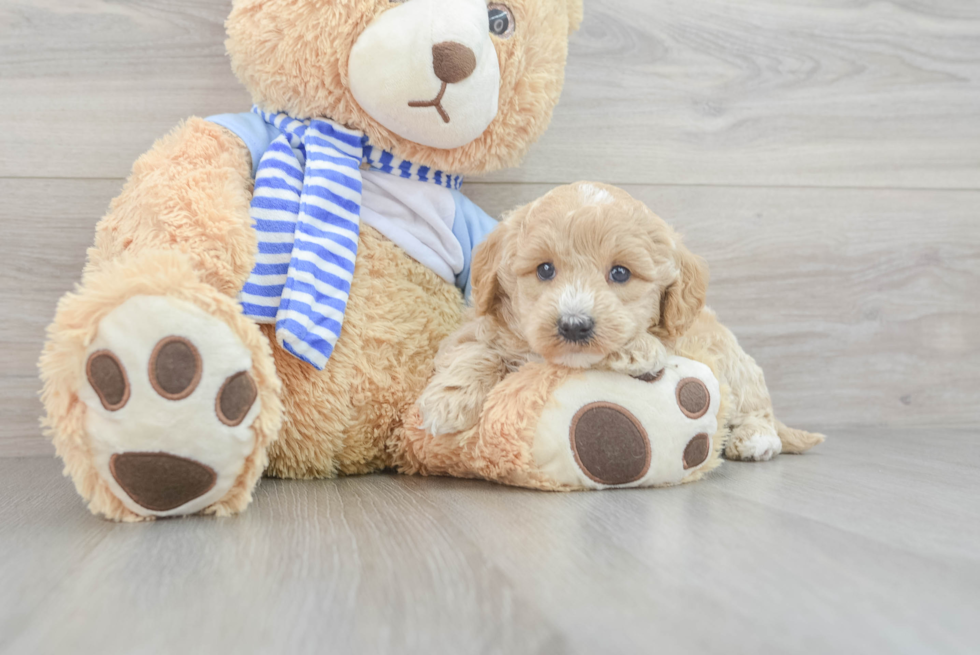 Popular Mini Goldendoodle Poodle Mix Pup