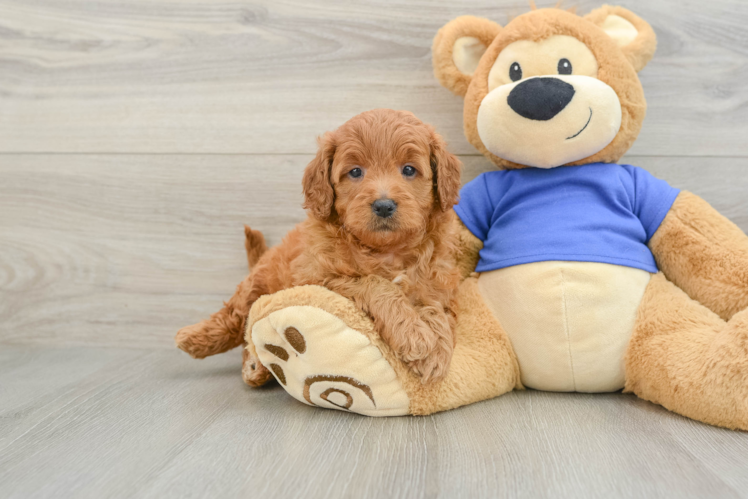Mini Goldendoodle Pup Being Cute