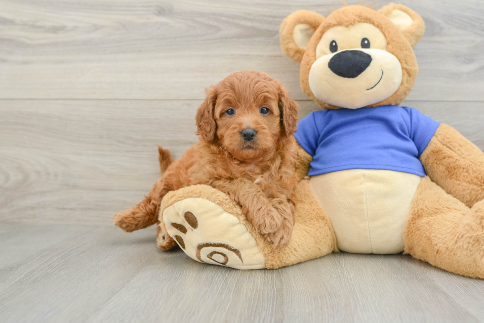 Mini Goldendoodle Pup Being Cute