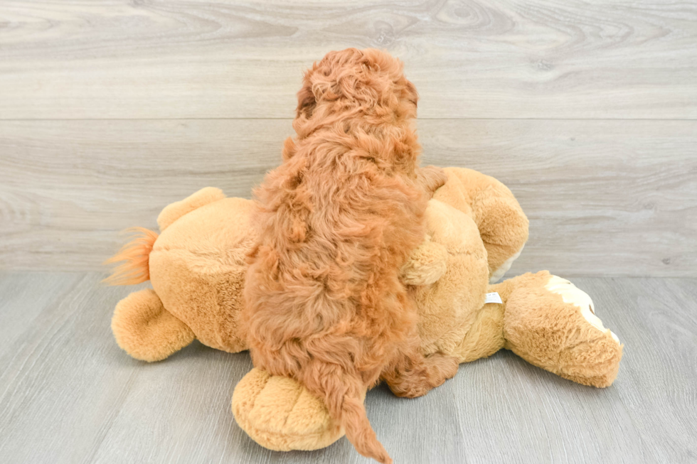 Energetic Golden Doodle Poodle Mix Puppy