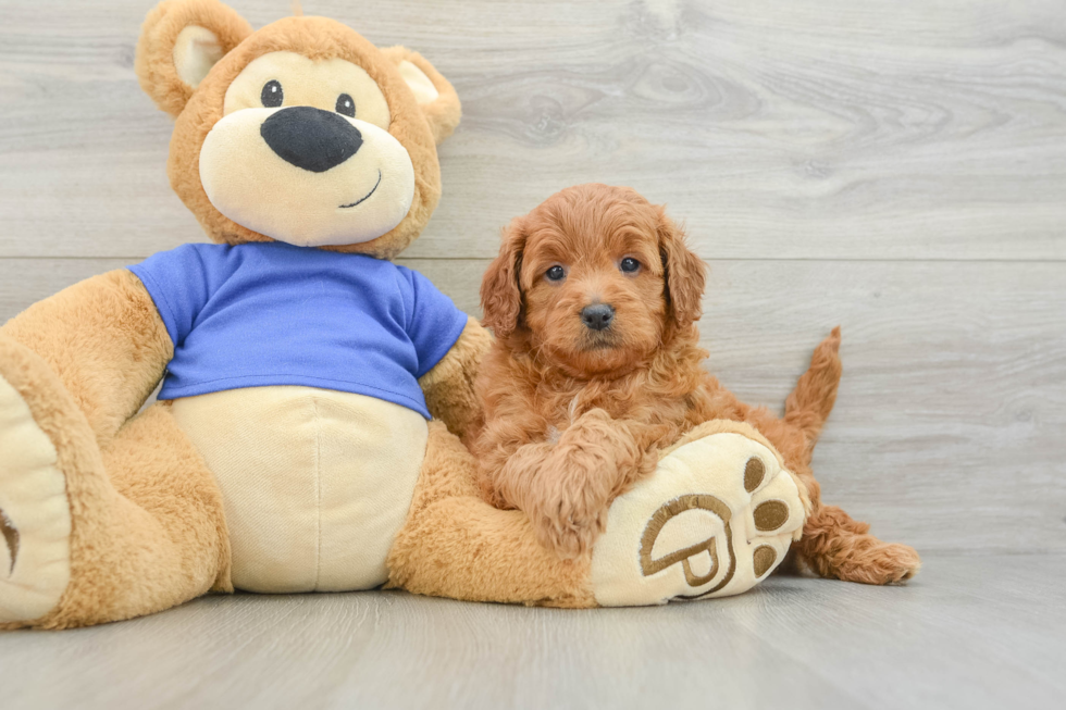 Playful Mini Groodle Poodle Mix Puppy