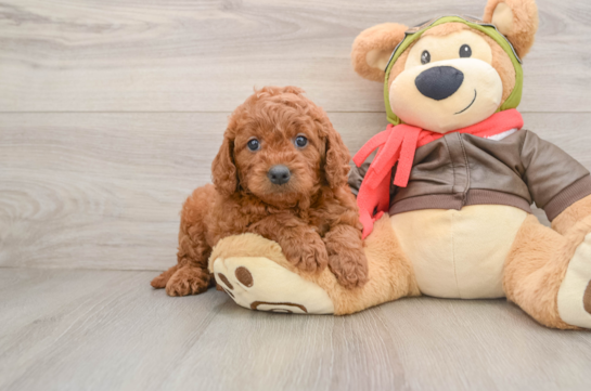 FELICIA, a Mini Goldendoodle littermate