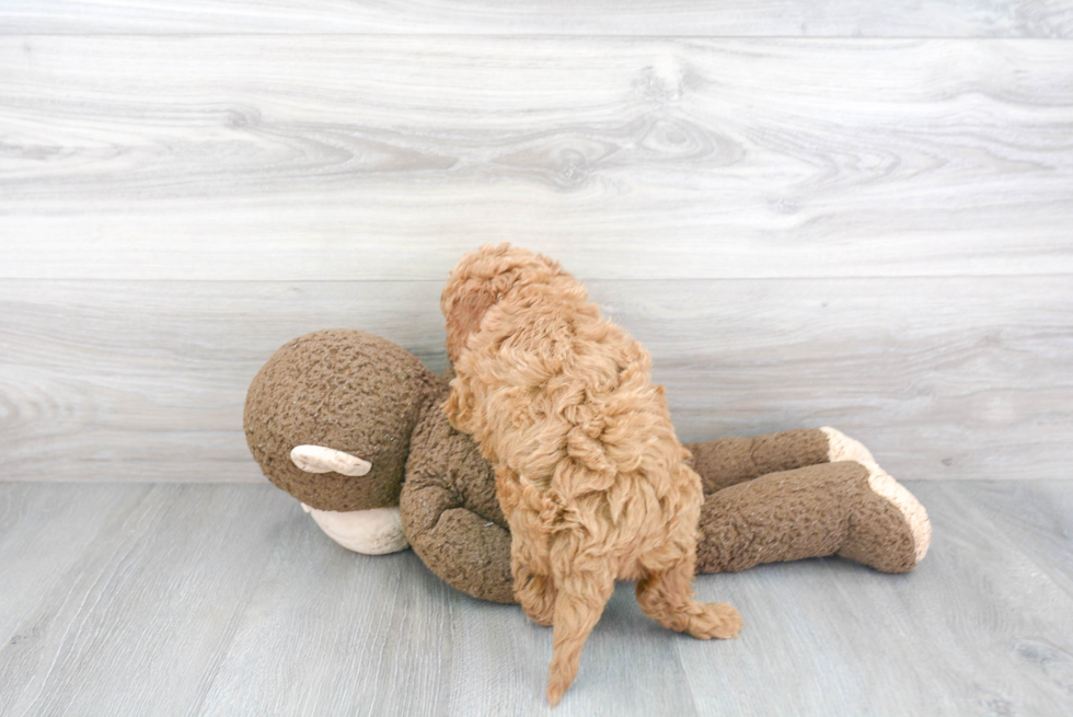 Energetic Golden Retriever Poodle Mix Puppy