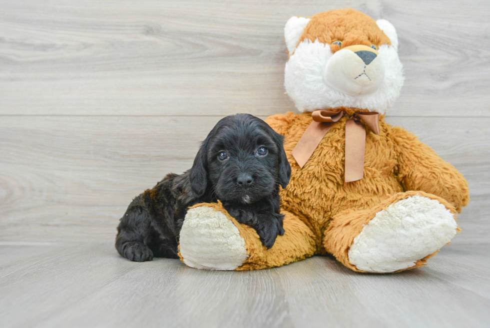 Mini Goldendoodle Pup Being Cute