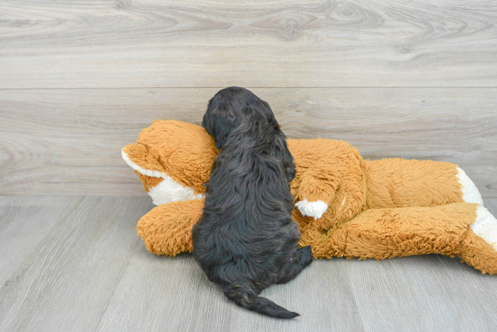 Funny Mini Goldendoodle Poodle Mix Pup