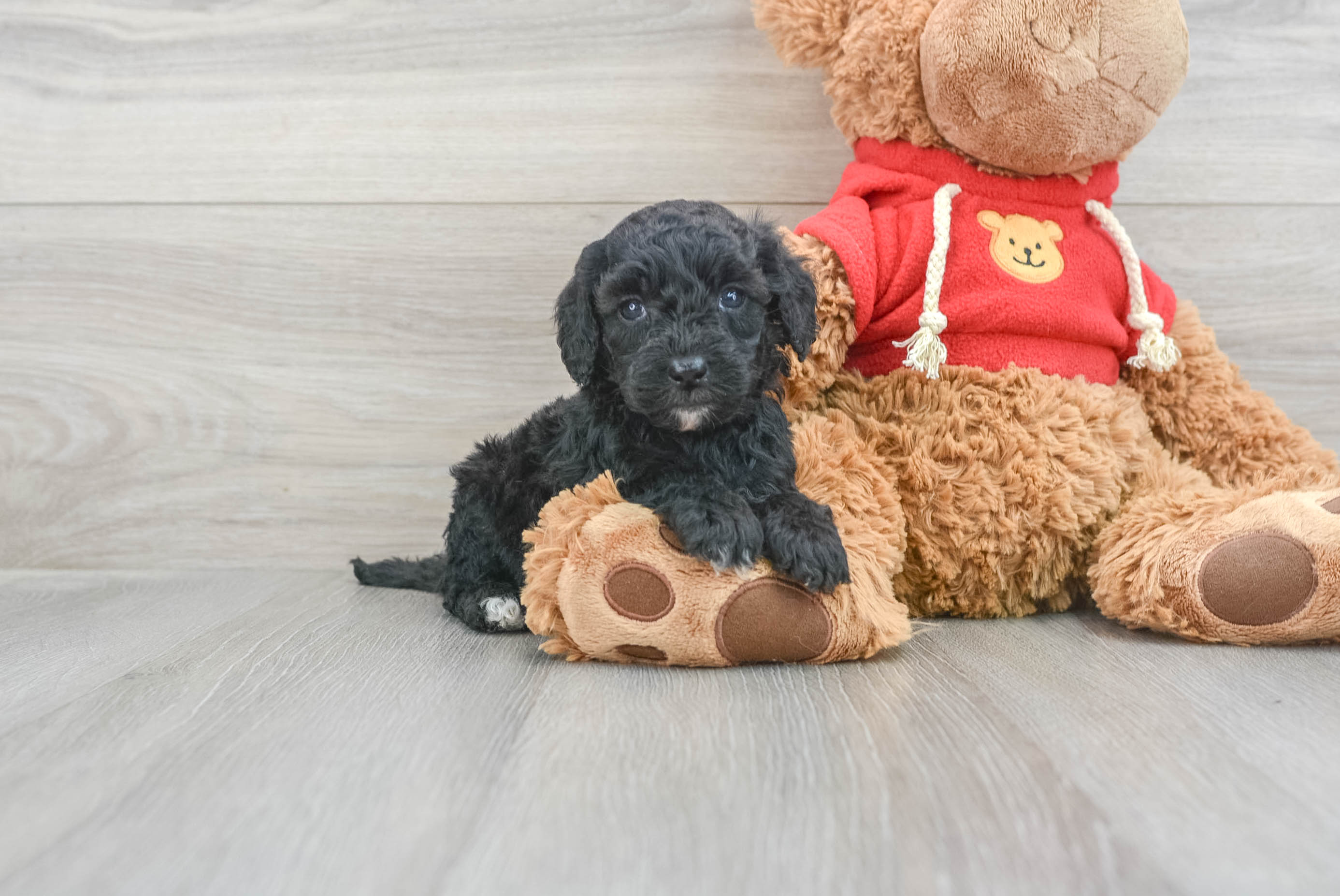 Best Mini Goldendoodle Baby