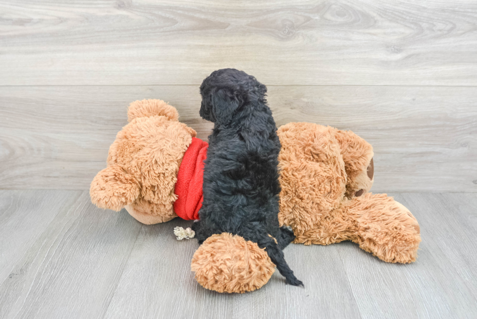 Best Mini Goldendoodle Baby