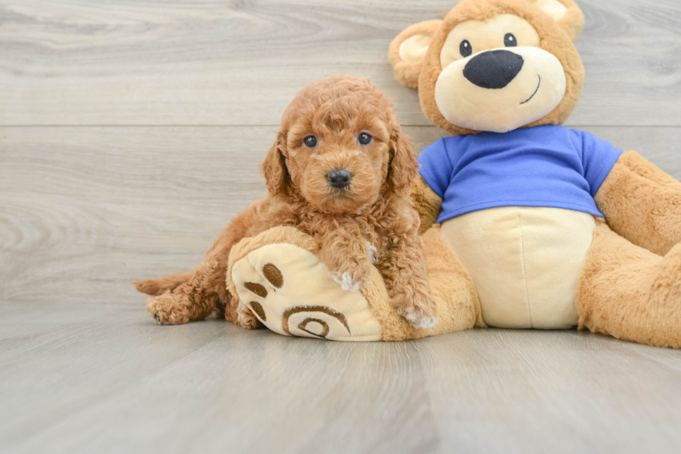 Mini Goldendoodle Pup Being Cute