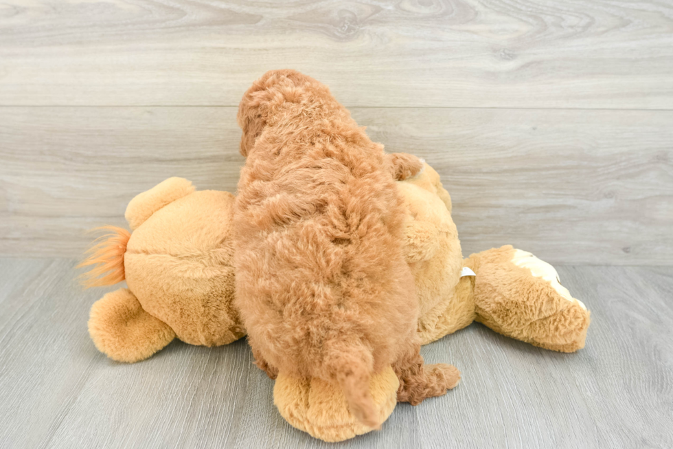 Best Mini Goldendoodle Baby