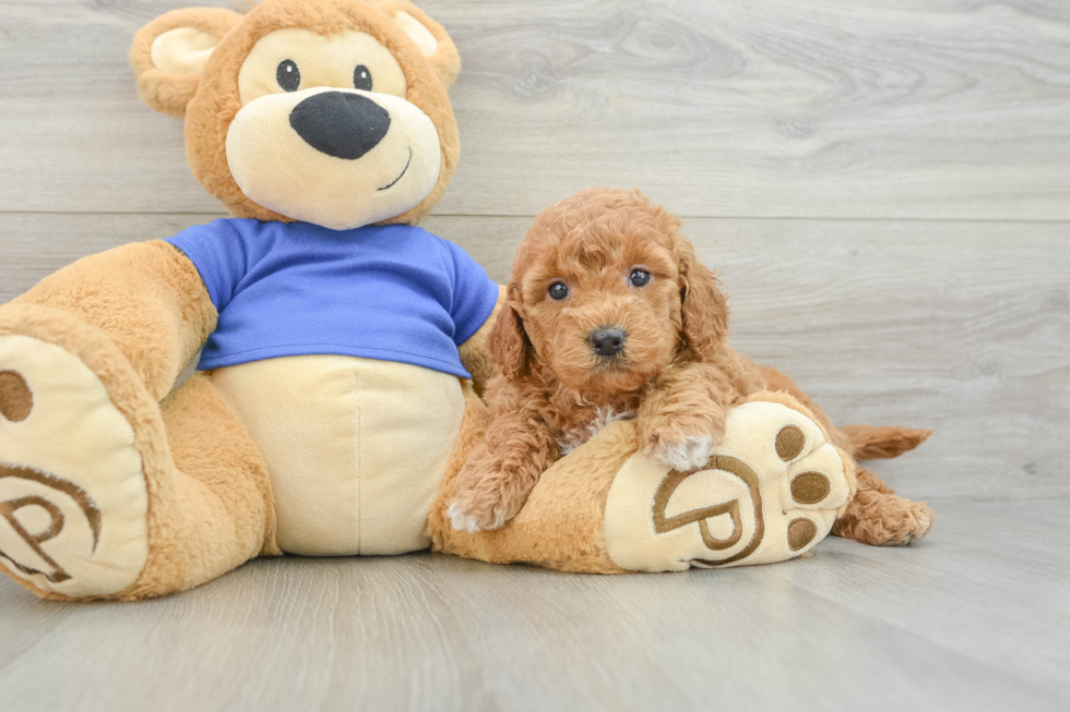 Smart Mini Goldendoodle Poodle Mix Pup