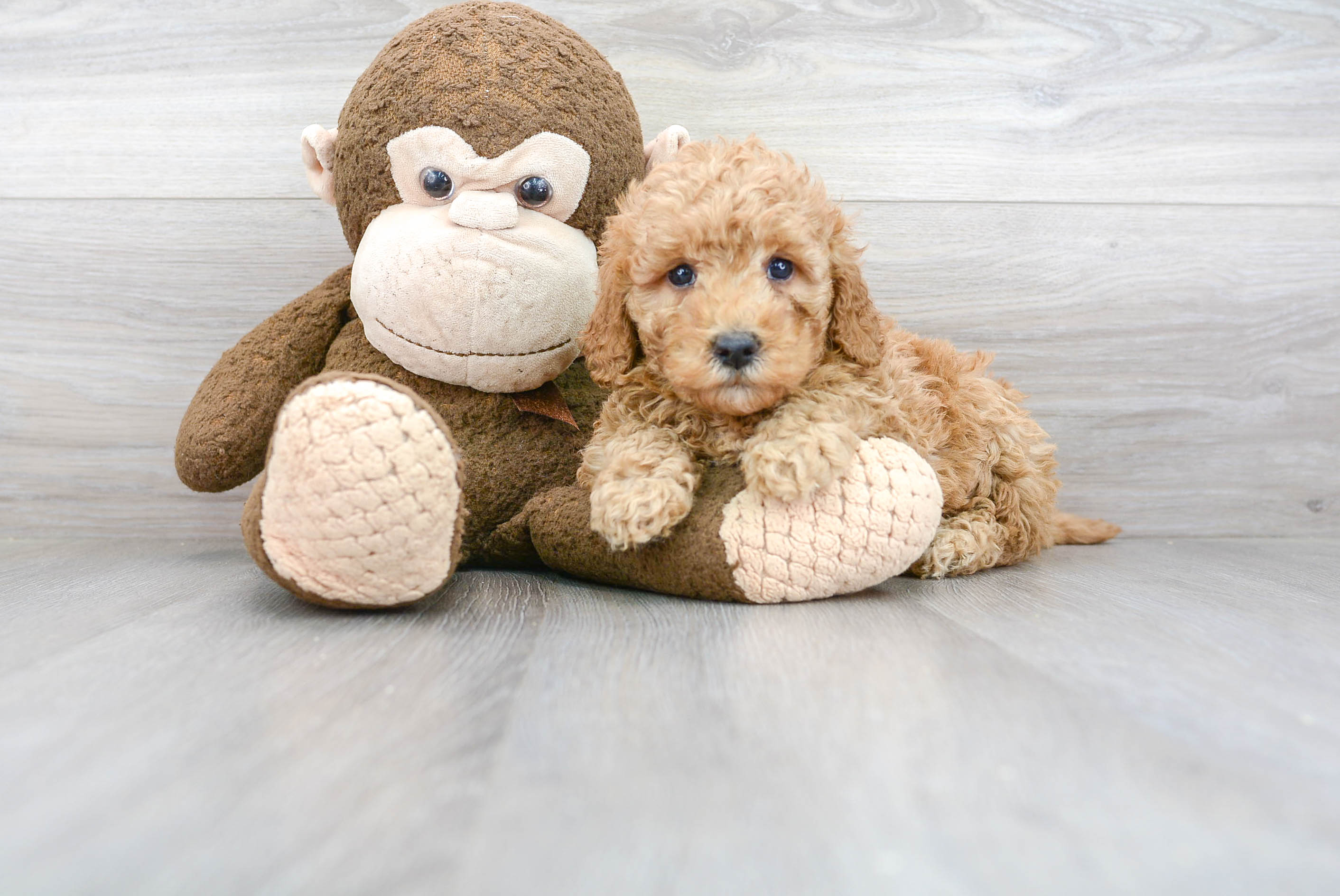 Mini Goldendoodle Puppy for Adoption