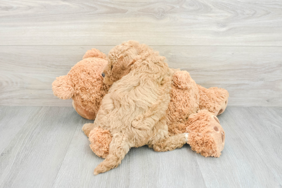 Best Mini Goldendoodle Baby