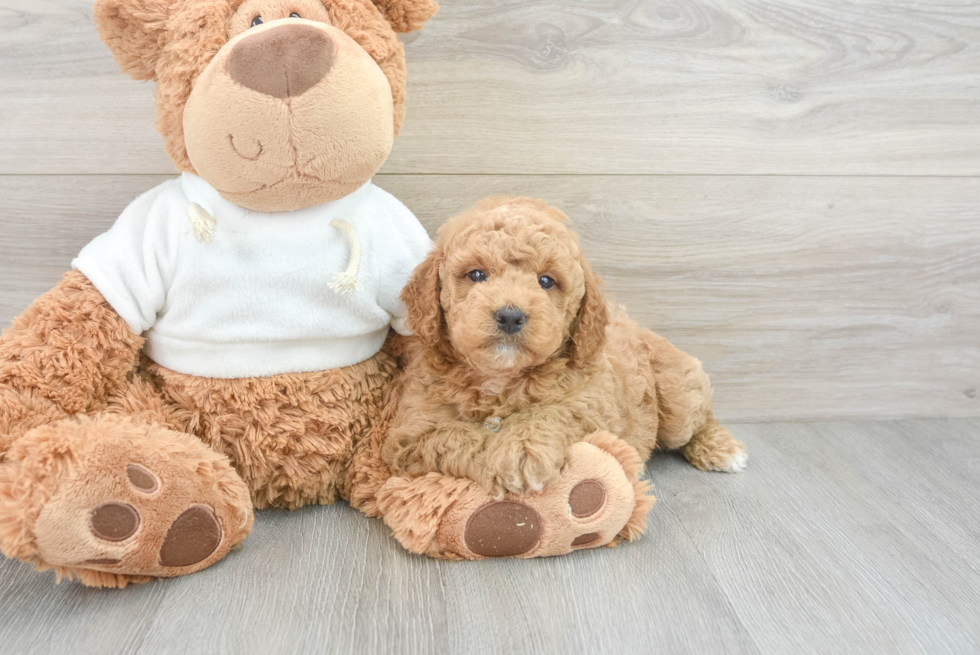 Mini Goldendoodle Pup Being Cute
