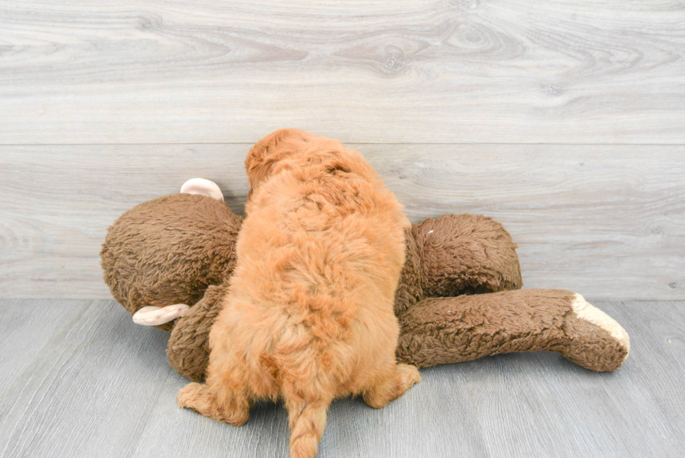 Mini Goldendoodle Puppy for Adoption