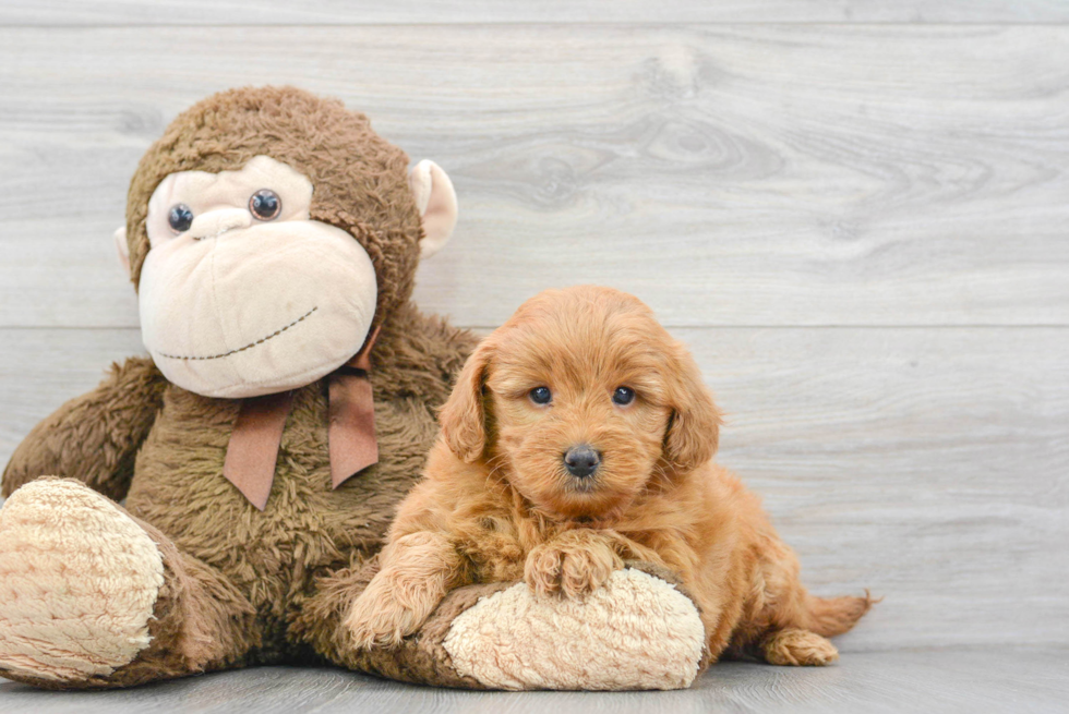 Best Mini Goldendoodle Baby